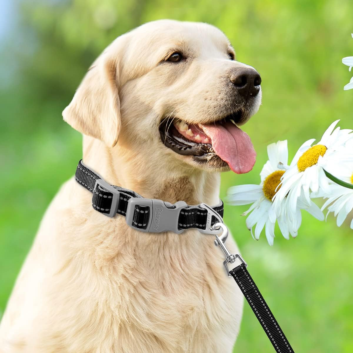 Dog Collar for Medium Small Large Dogs Reflective with Leash,Collar and Leash for Dogs,Soft Neoprene Padded 2 Pack(Black,M)