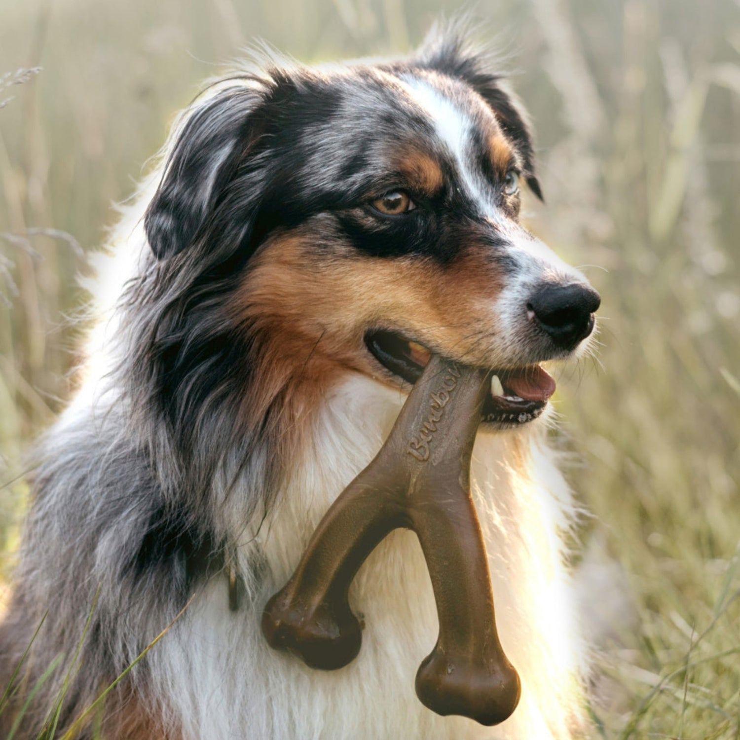 Dog Travel