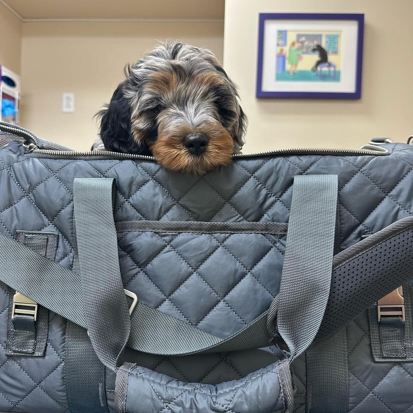 Dog Carrier Airline Approved. Soft-Sided Cat Carrier, Pet Carrier. Everyday Use, Car, Plane Travel. Collapsible, Rigid Frame for Easy Storage.