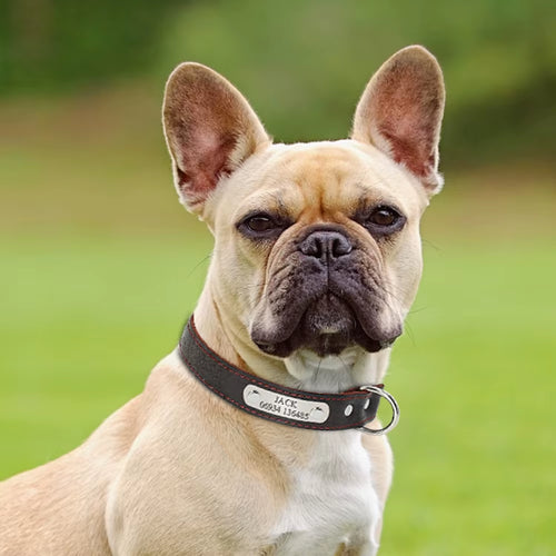 Customized Dog Collars Genuine Leather Dog Puppy Nameplate Collar Adjustable Free Engraved Pet ID Tags for Small Medium Dogs