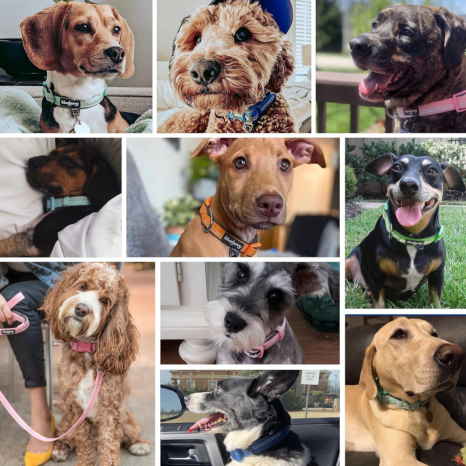 Soft & Safe 3M Reflective Neoprene Padded Adjustable Dog Collar - Lavender Pastel Color, Large, Neck 18"-26"